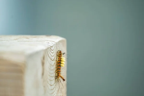 Vapourer Moth Orgyia Antiqua Caterpillar Wood County Donegal Ireland — 图库照片