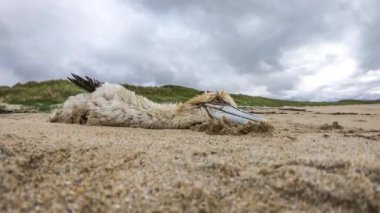 Dead gannet, probably victim of avian influenza, washed up on the beach by Portnoo, County Donegal - Ireland.