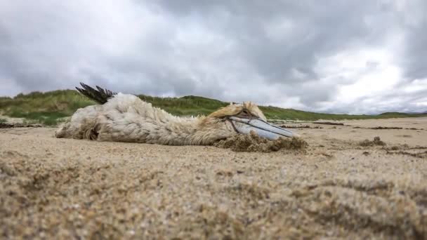 Dead Gannet Probably Victim Avian Influenza Washed Beach Portnoo County — Stockvideo