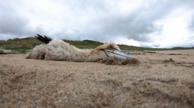 Dead gannet, probably victim of avian influenza, washed up on the beach by Portnoo, County Donegal - Ireland.