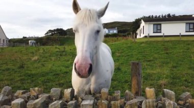 Beautiful white horse looking over stone wall in Ireland.
