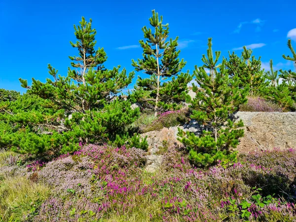 Beautiful Heather Trees Burtonport County Donegal Ireland — стоковое фото