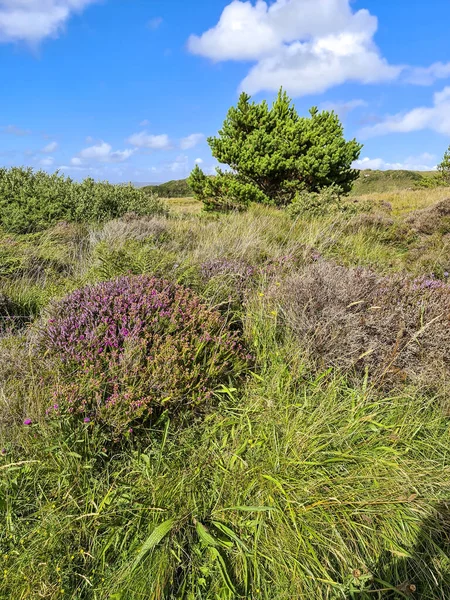 Beautiful Heather Trees Burtonport County Donegal Ireland — стоковое фото