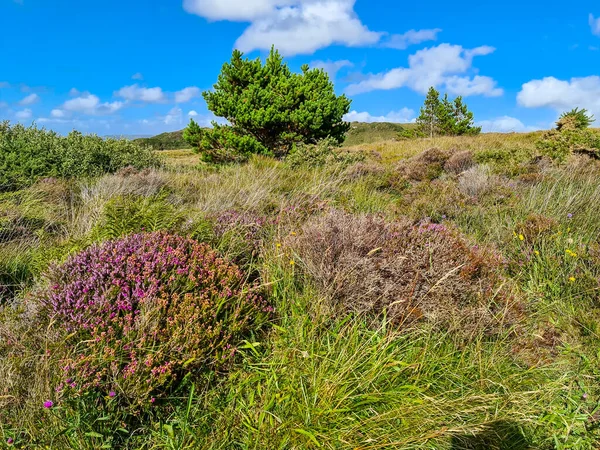 Beautiful Heather Trees Burtonport County Donegal Ireland — стоковое фото