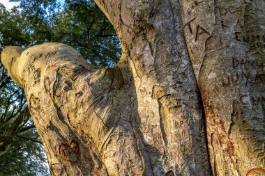 Ballymoney 'deki Dark Hedges ağaç tüneli, Kuzey İrlanda, İngiltere
