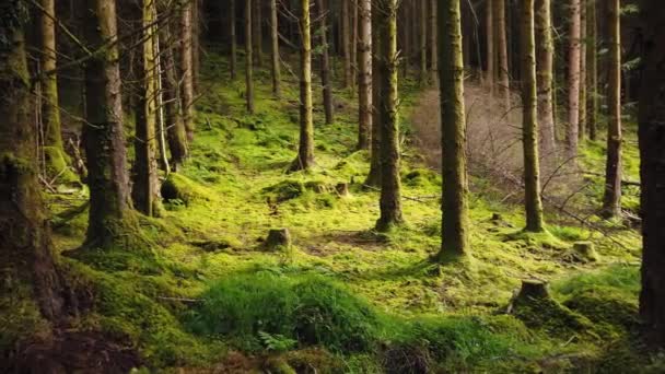 Csodálatos Fények Ards Forest Parkban Donegal Megyében Írországban — Stock videók