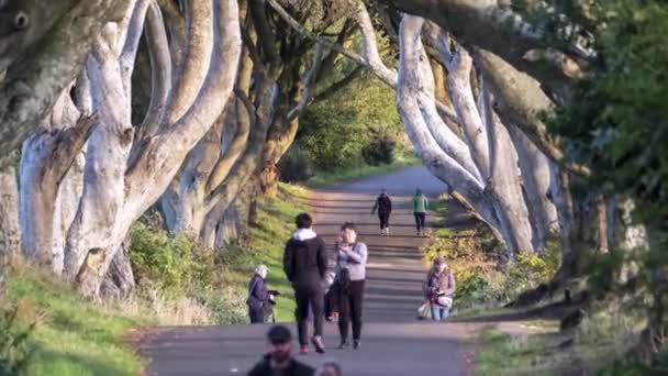 Ballymoney United Kingdom Сентября 2022 Туристы Посетившие Тёмный Тоннель Деревьев — стоковое видео