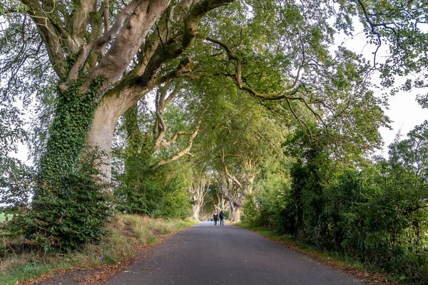 Der Dark Hedges Baumtunnel Ballymoney Nordirland Großbritannien — Stockfoto