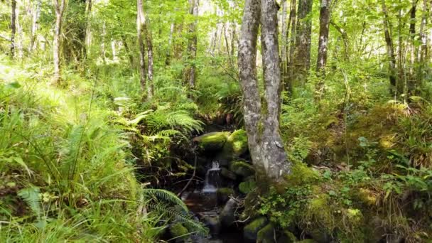 Pequena Cachoeira Floresta Ardnamona Por Lough Eske Condado Donegal Irlanda — Vídeo de Stock