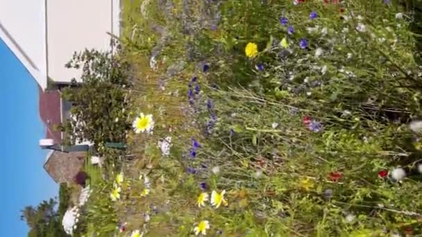 Hermosas Flores Silvestres Camino Entre Leabgarrow Faro Isla Arranmore Condado — Vídeo de stock