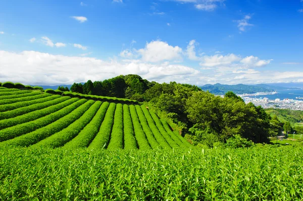 Plantación de té — Foto de Stock