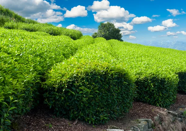 Tea plantation — Stock Photo, Image