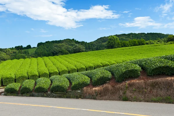 Plantación de té — Foto de Stock