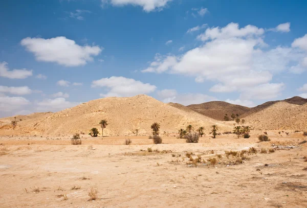 Sahara — Stock Photo, Image