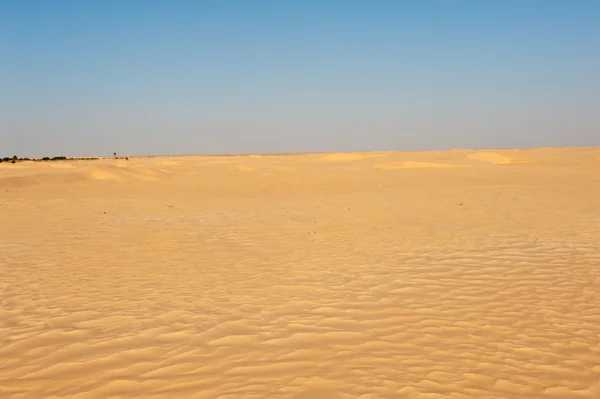 Sand dunes in Sahara — Stock Photo, Image