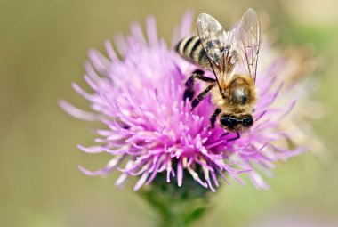 thistle tarihinde arı