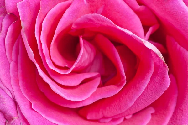 Rosa rosa primer plano — Foto de Stock