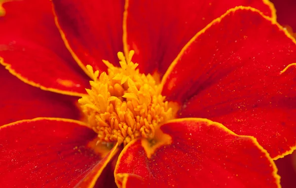 Marigold — Stock Photo, Image