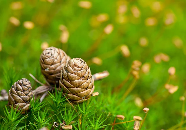 Larch cone — Stock Photo, Image