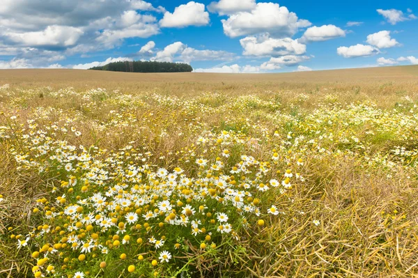 Blooming field — Stock Photo, Image