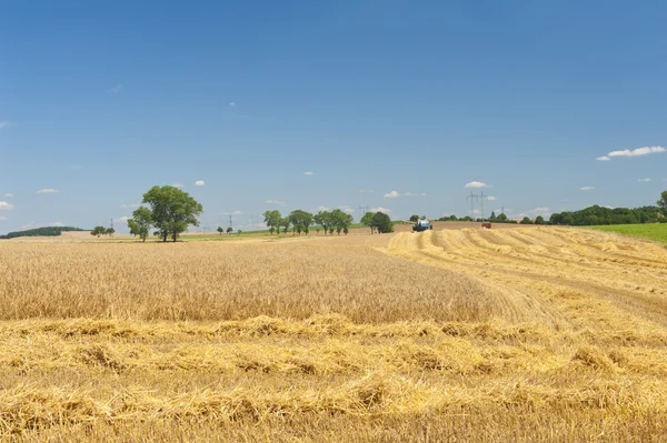 Hasat — Stok fotoğraf