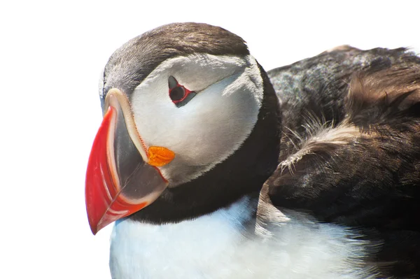 Puffin σε λευκό — Φωτογραφία Αρχείου