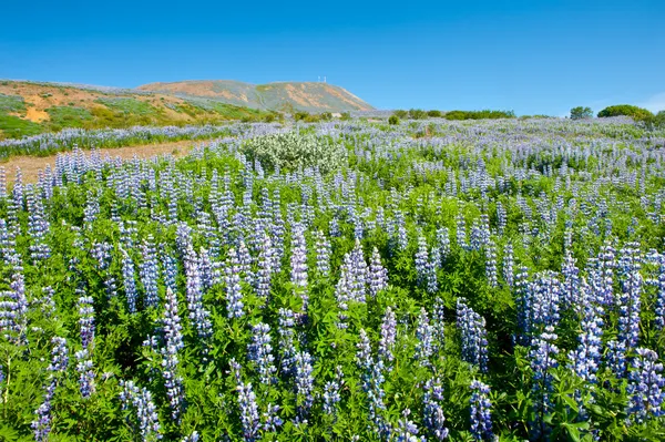 Lupine en bergen — Stockfoto