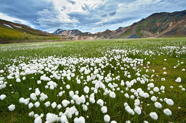 Landmannalaugar — Zdjęcie stockowe