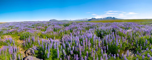 Lupin and mountains — Stock Photo, Image