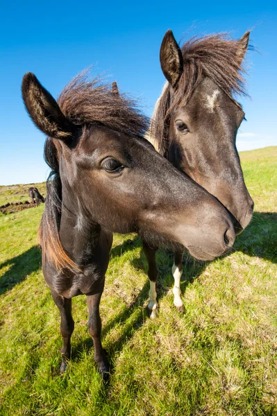 Cavalos islandeses — Fotografia de Stock