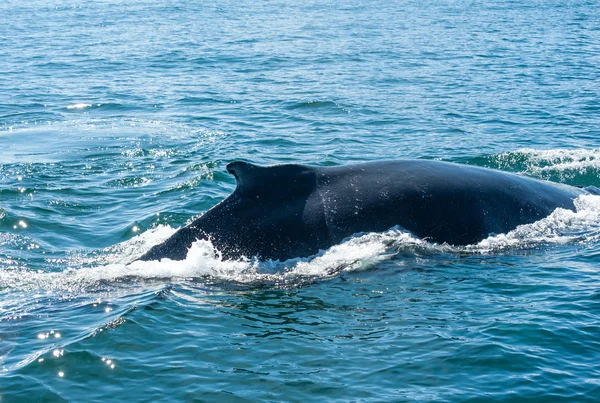 Aleta de ballena jorobada —  Fotos de Stock