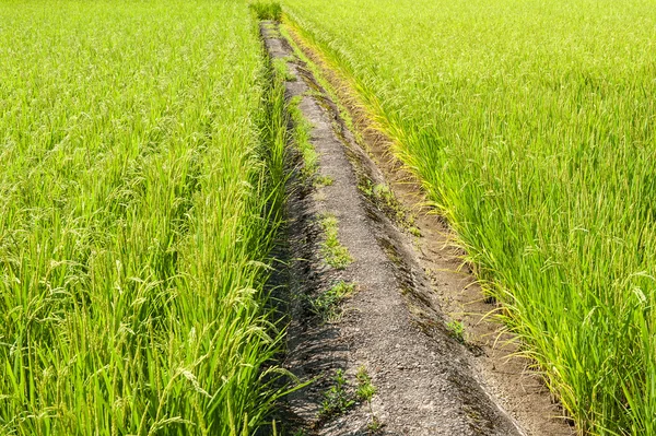 Ścieżki w polu ryżu — Zdjęcie stockowe