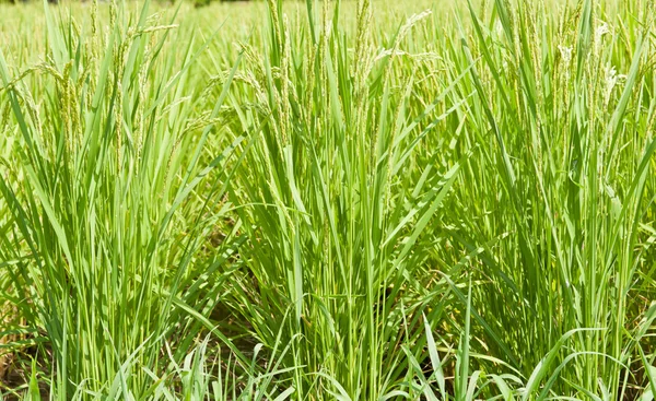 Arroz — Fotografia de Stock