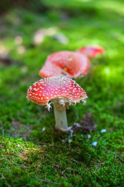 Amanita yukarıda