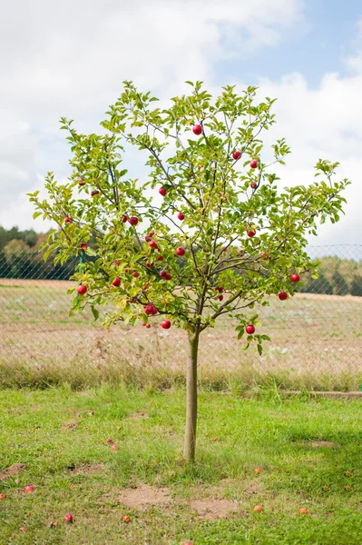 Äppelträd — Stockfoto