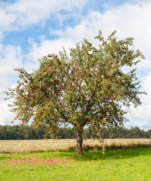 Apple tree — Stock Photo, Image