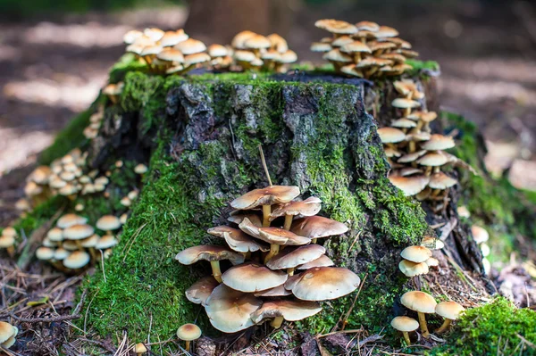 Souche d'arbre aux champignons — Photo