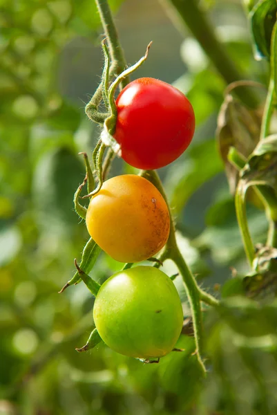 Semafori naturali — Foto Stock