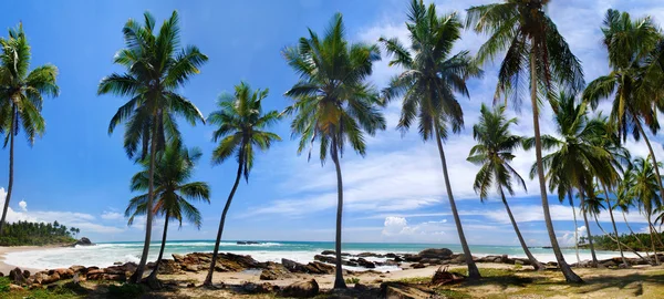 Palm groove and sea — Stock Photo, Image