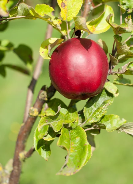 Rött äpple — Stockfoto