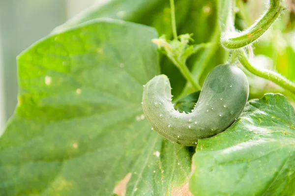 Pepino — Fotografia de Stock