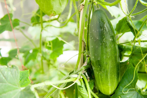 Pepino — Fotografia de Stock