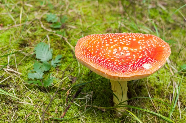 Amanita yukarıda — Stok fotoğraf