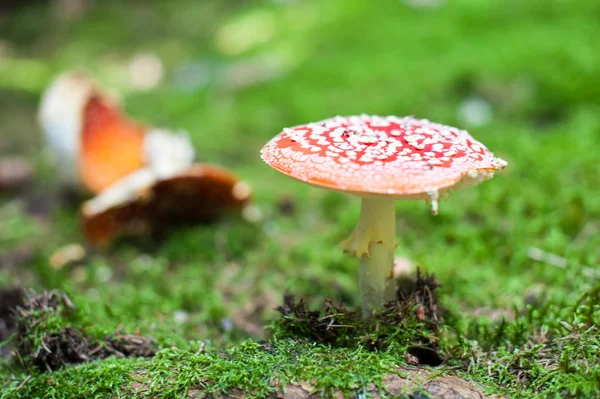 Amanita yukarıda — Stok fotoğraf