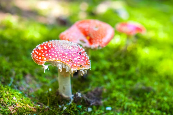 Amanita yukarıda — Stok fotoğraf