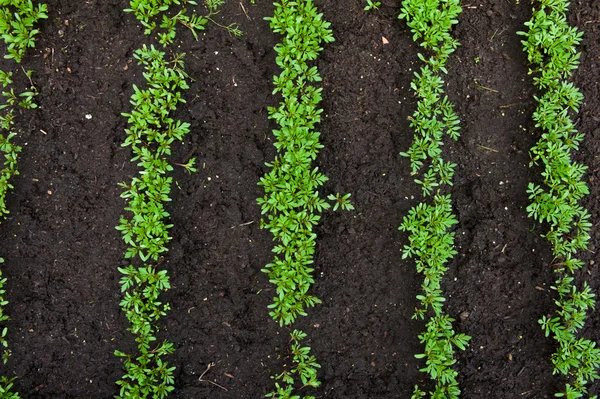 Produtos hortícolas — Fotografia de Stock