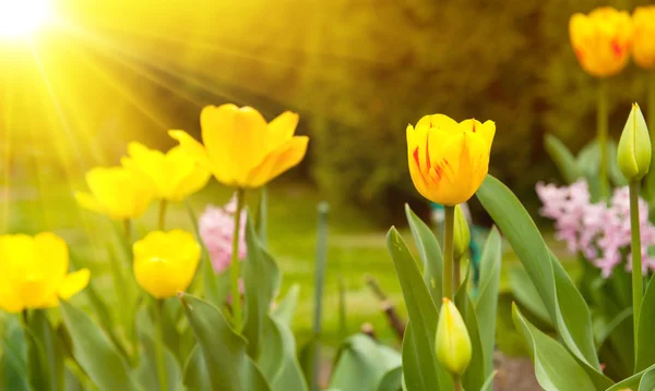 Sol e tulipas — Fotografia de Stock