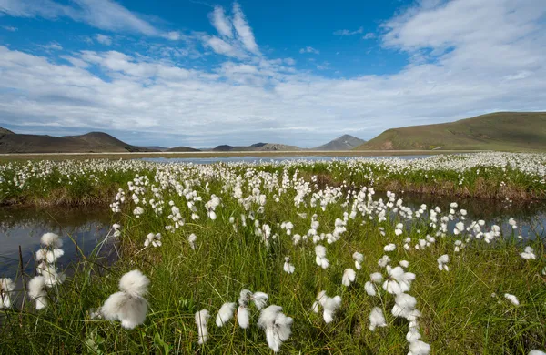 Landmannalaugar — Stock Fotó