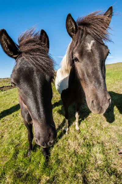 Cavalos islandeses — Fotografia de Stock