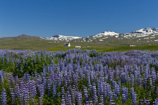 Vivid meadow — Stock Photo, Image